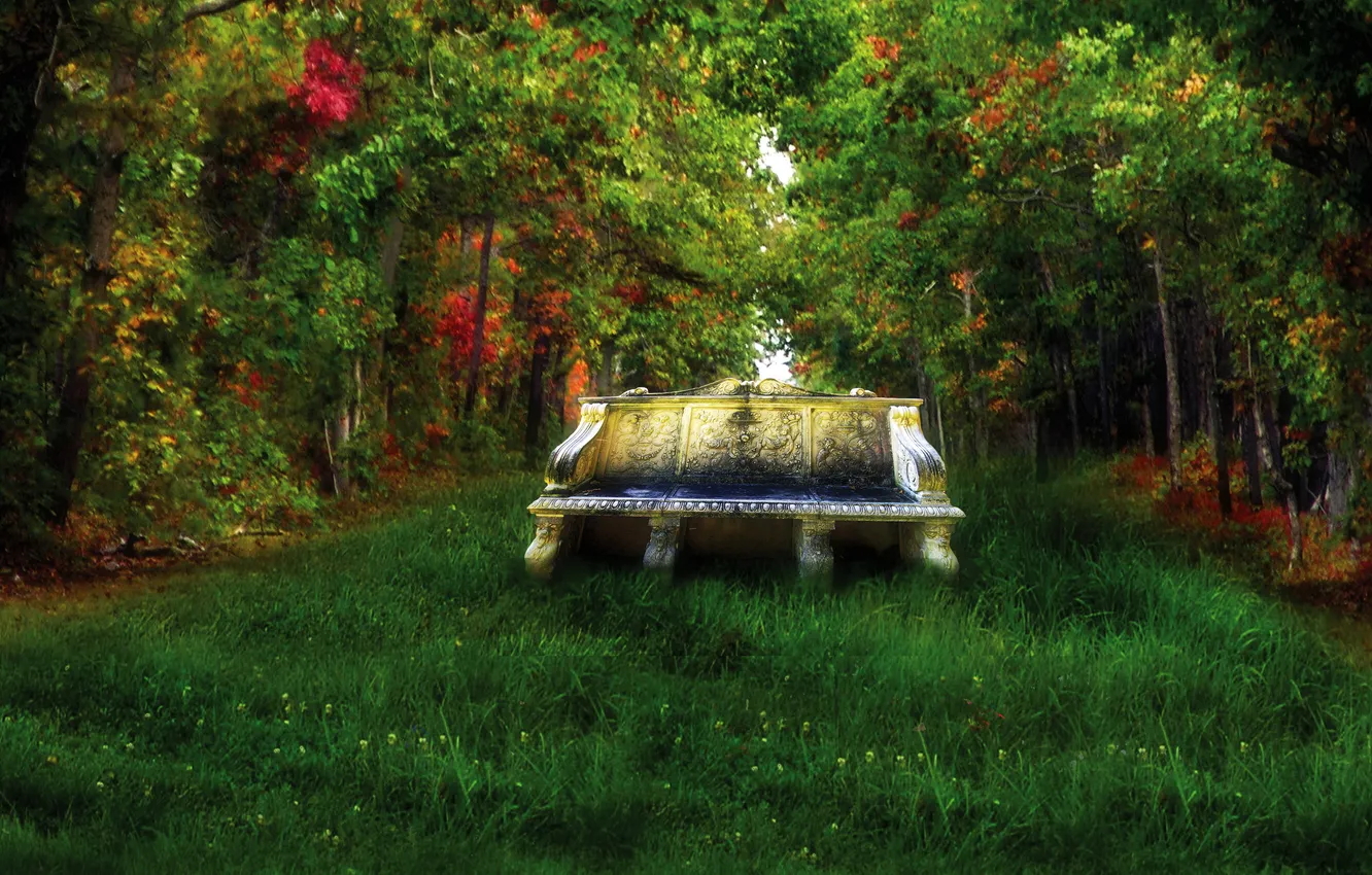 Photo wallpaper forest, grass, trees, bench