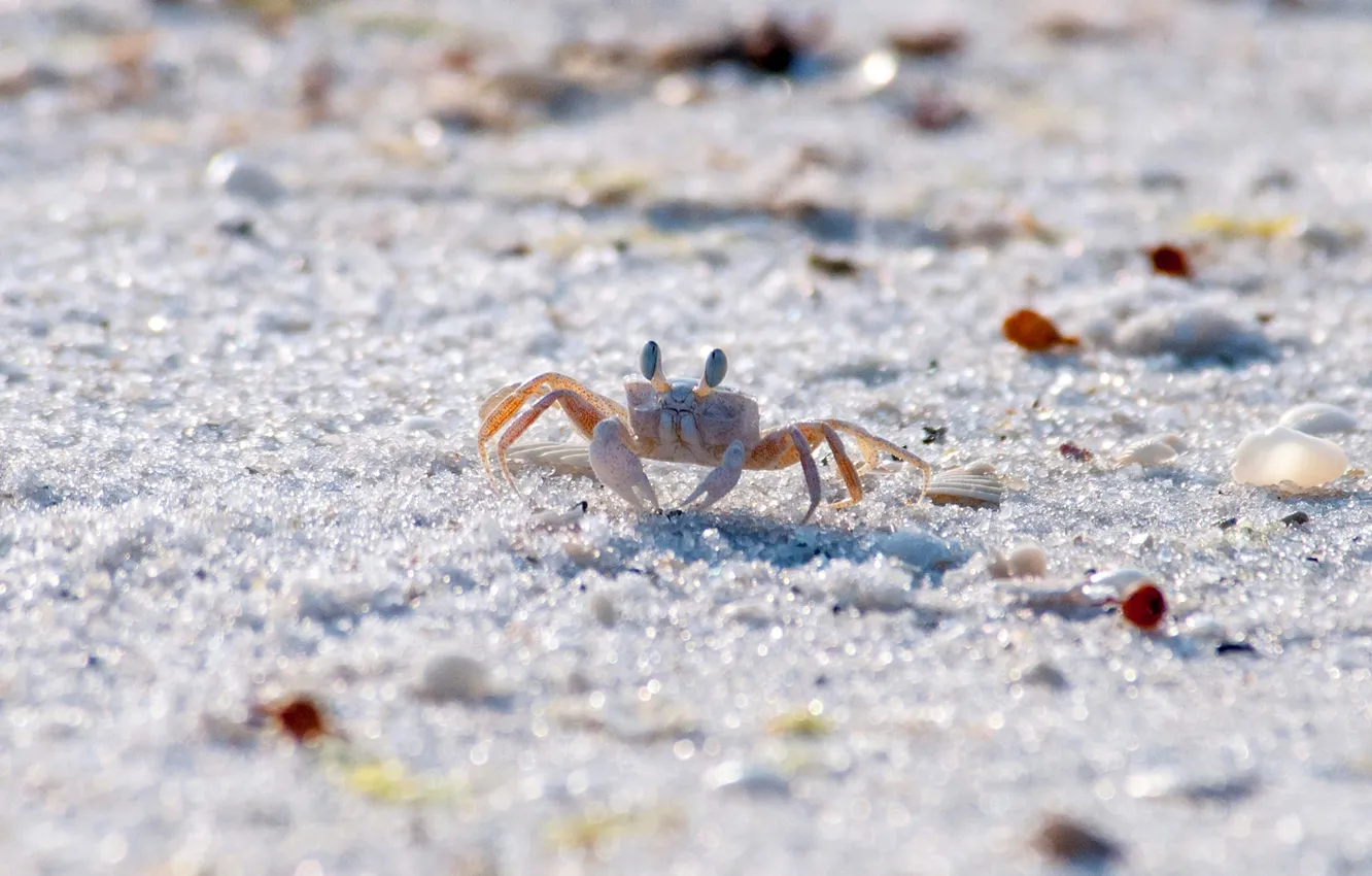 Photo wallpaper sand, animals, shore, crab, grit, crab