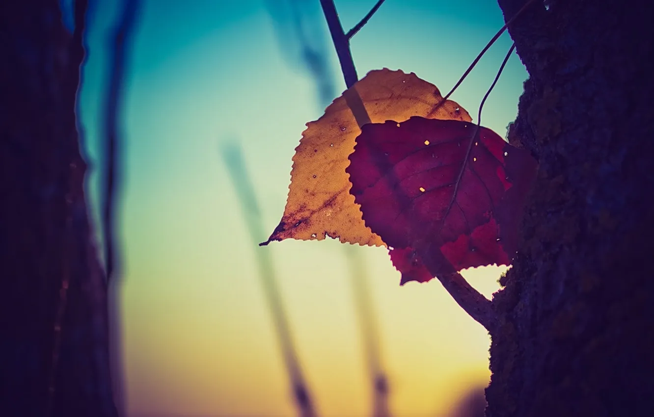 Photo wallpaper leaves, trees, sunset