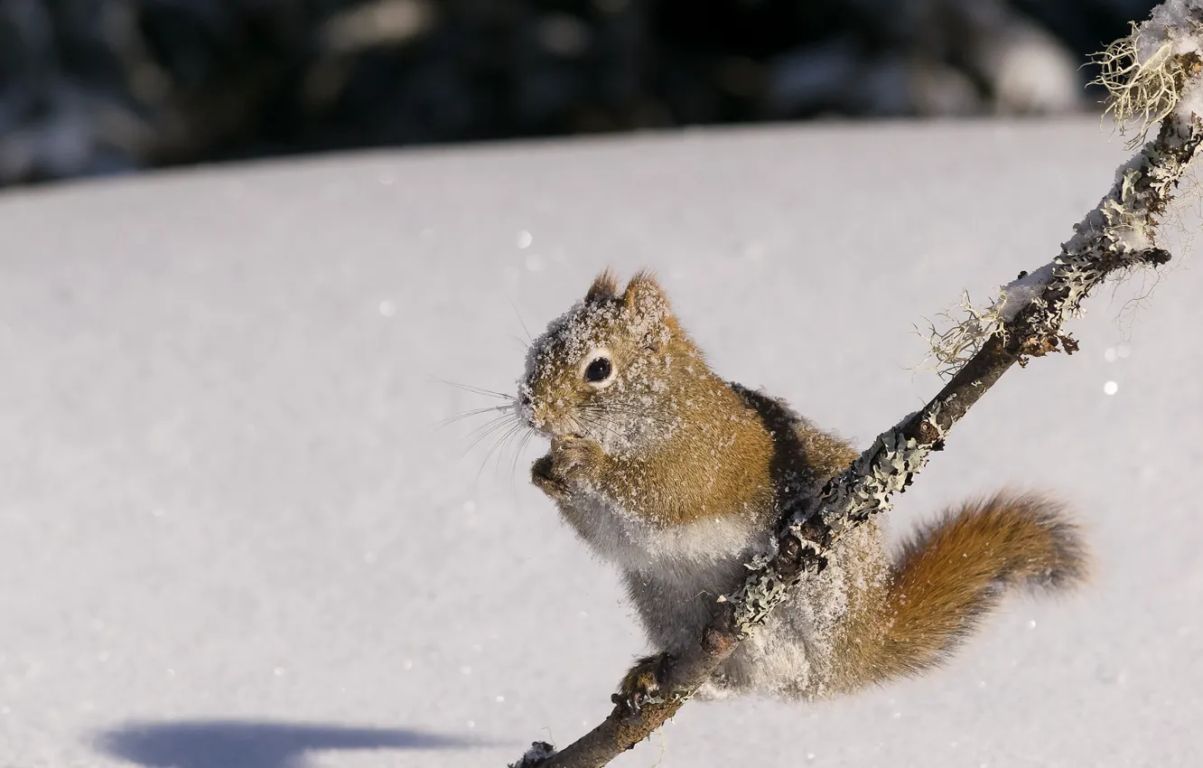 Photo wallpaper winter, snow, nature, protein, squirrel, rodent