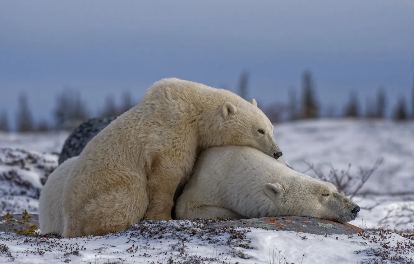 Photo wallpaper winter, the sky, snow, nature, pose, stones, stay, bear