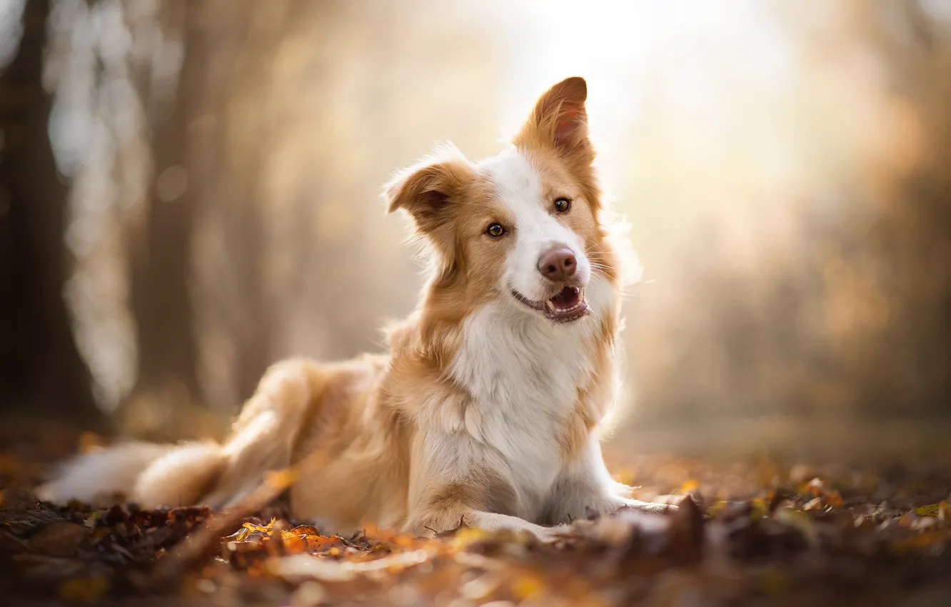 Photo wallpaper autumn, dog, bokeh, the border collie