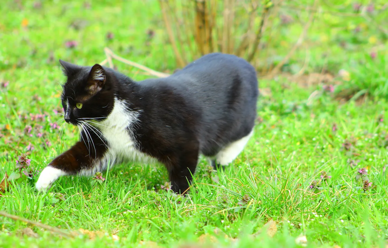 Photo wallpaper black, field, cat