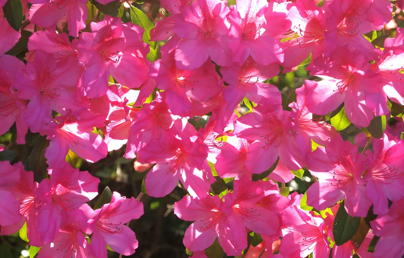 Photo wallpaper flowers, Wallpaper, spring, petals, garden