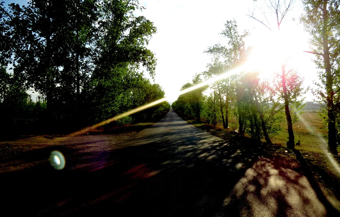 Photo wallpaper road, the sun, trees, the evening