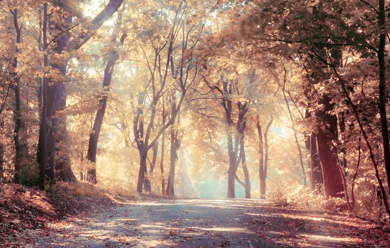 Photo wallpaper road, autumn, forest, trees, wilting