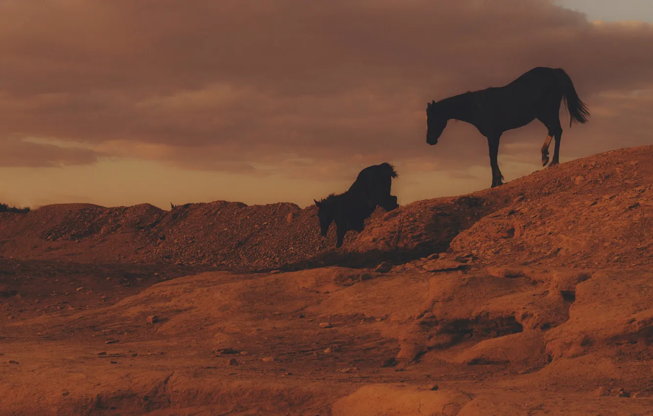 Photo wallpaper desert, clouds, horses