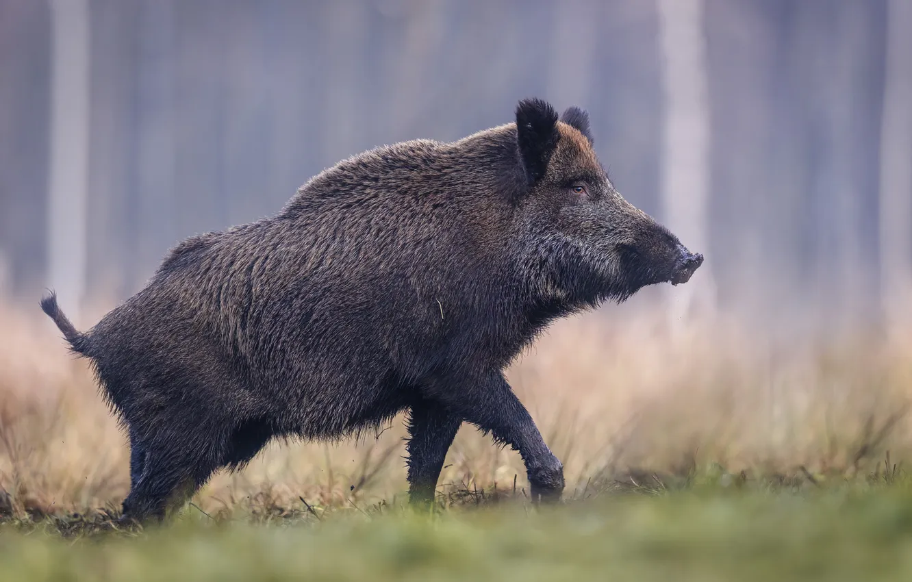 Photo wallpaper forest, face, glade, profile, walk, boar, bokeh