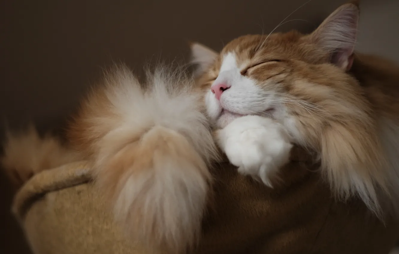 Photo wallpaper cat, wool, sleeping