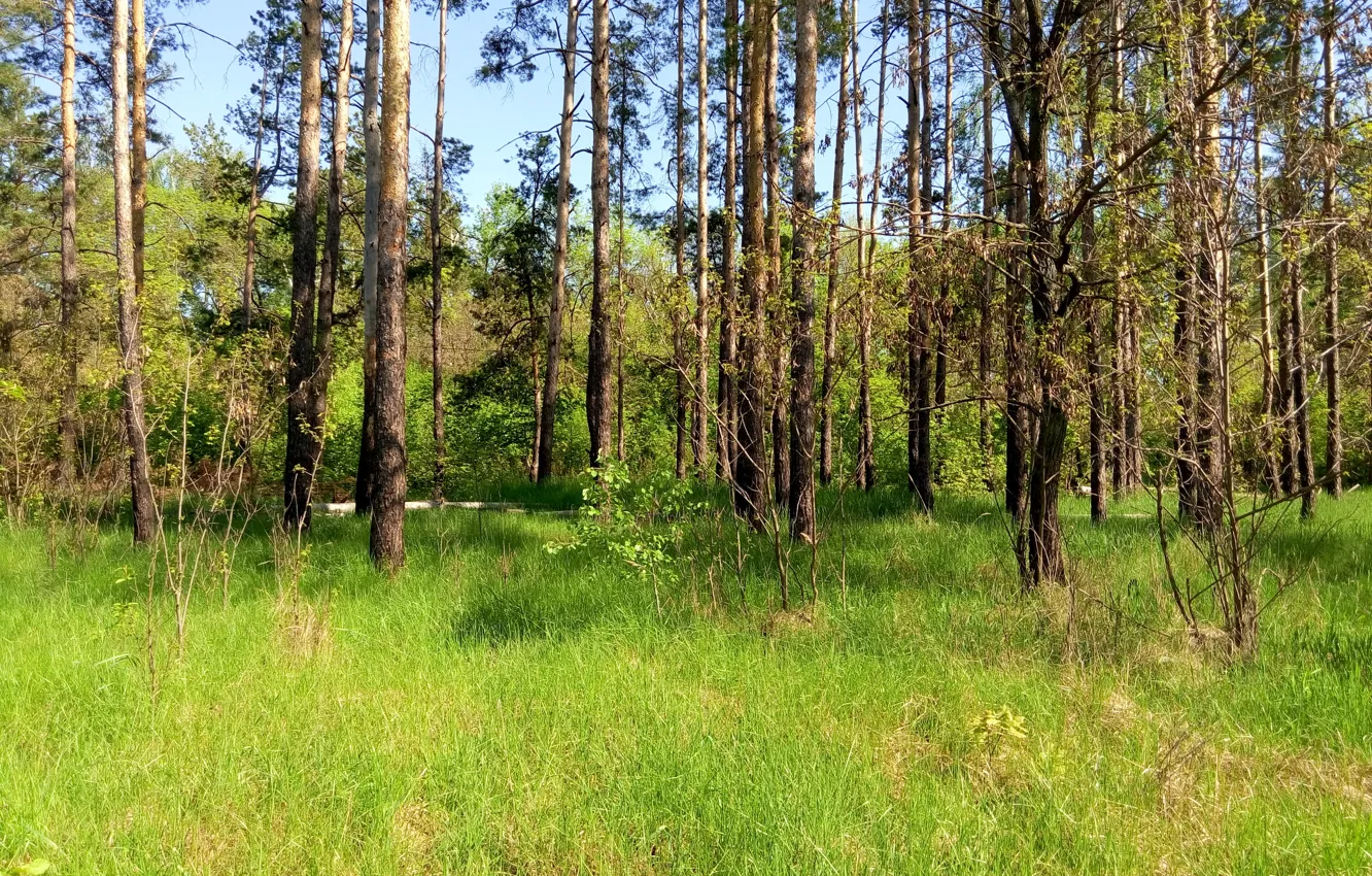 Photo wallpaper greens, forest, pine