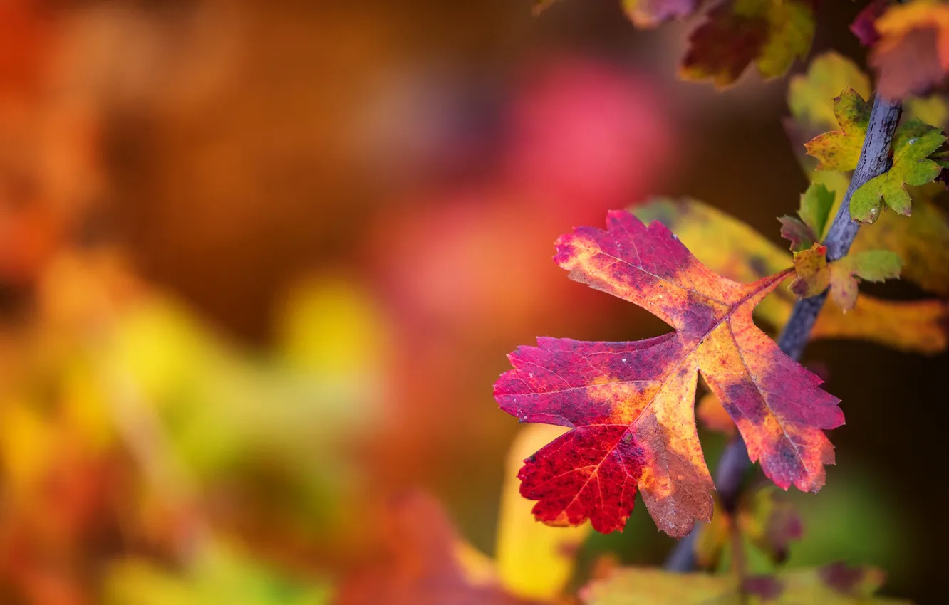 Photo wallpaper autumn, leaves, macro, sheet, branch, bokeh