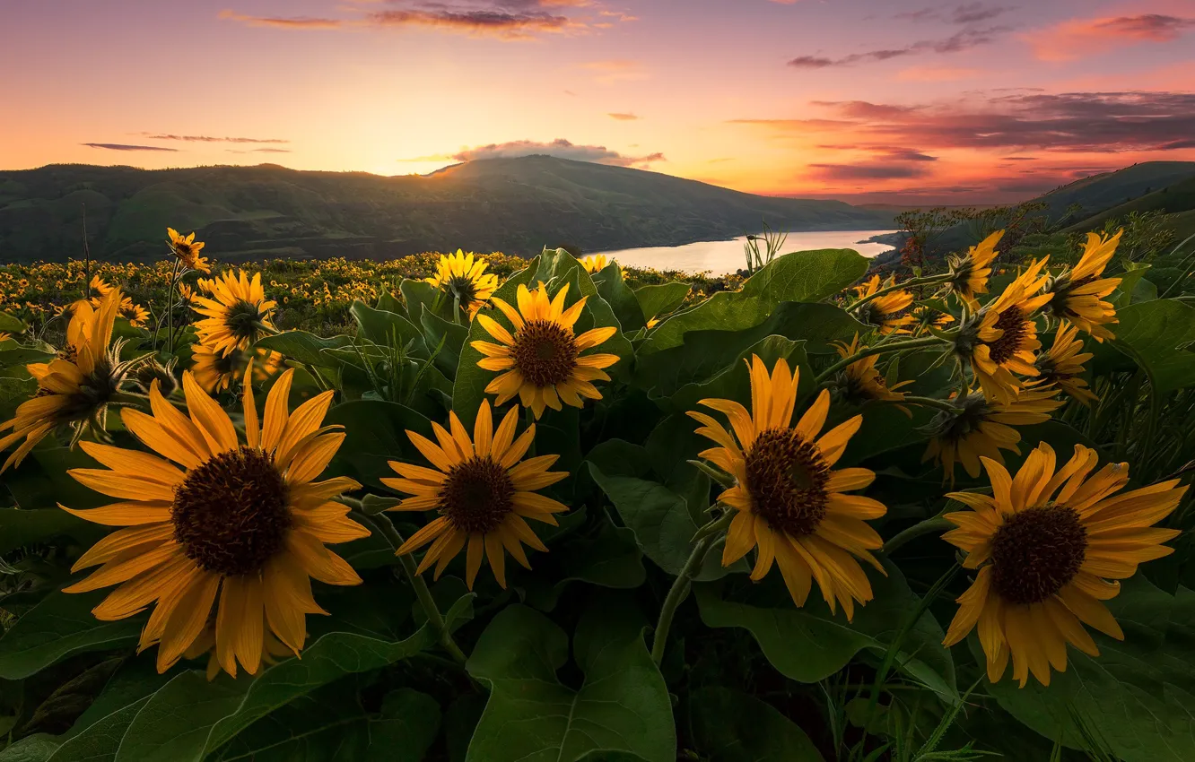 Photo wallpaper sunset, flowers, river, hills, meadow, Oregon, Oregon, Columbia River
