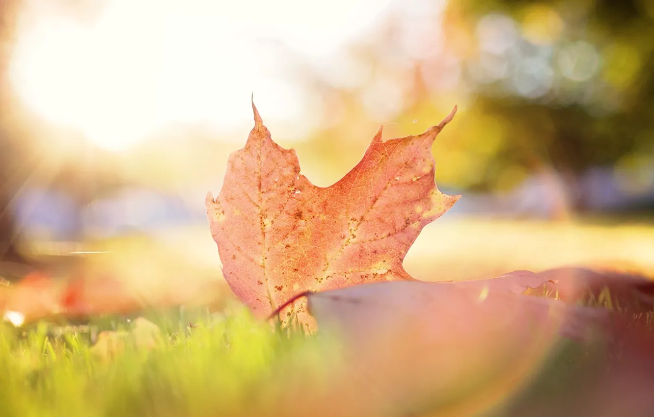 Photo wallpaper autumn, leaves, macro, light, bokeh