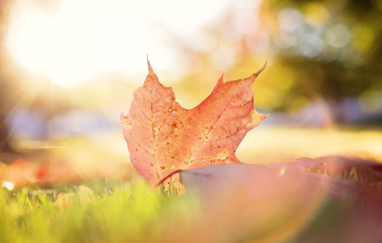 Photo wallpaper autumn, leaves, macro, light, sheet, bokeh