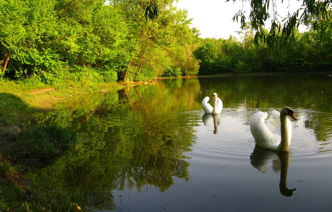 Photo wallpaper forest, the sky, trees, pond, Park, bird, Swan