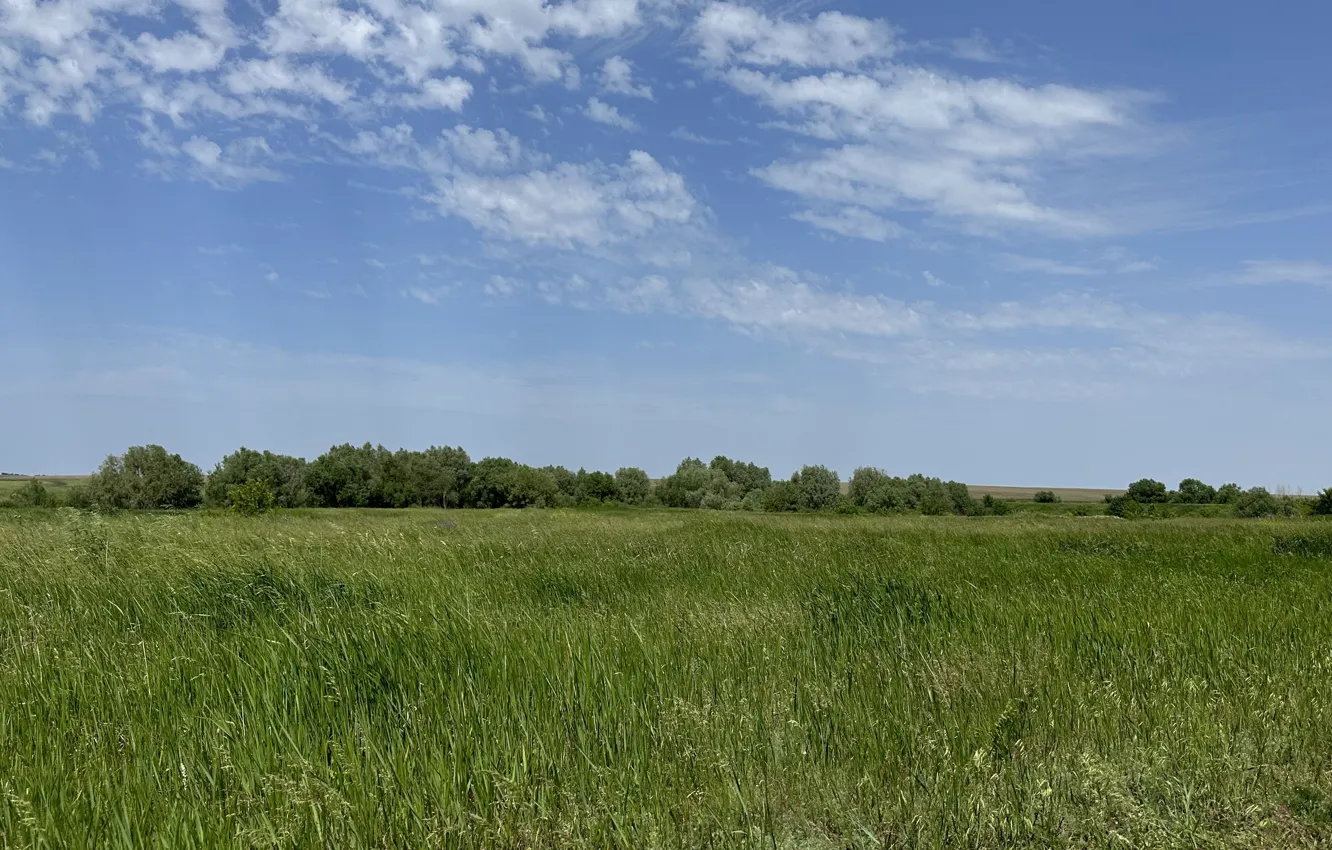 Photo wallpaper the sky, field, the sun, trees, grass, ears, clouds