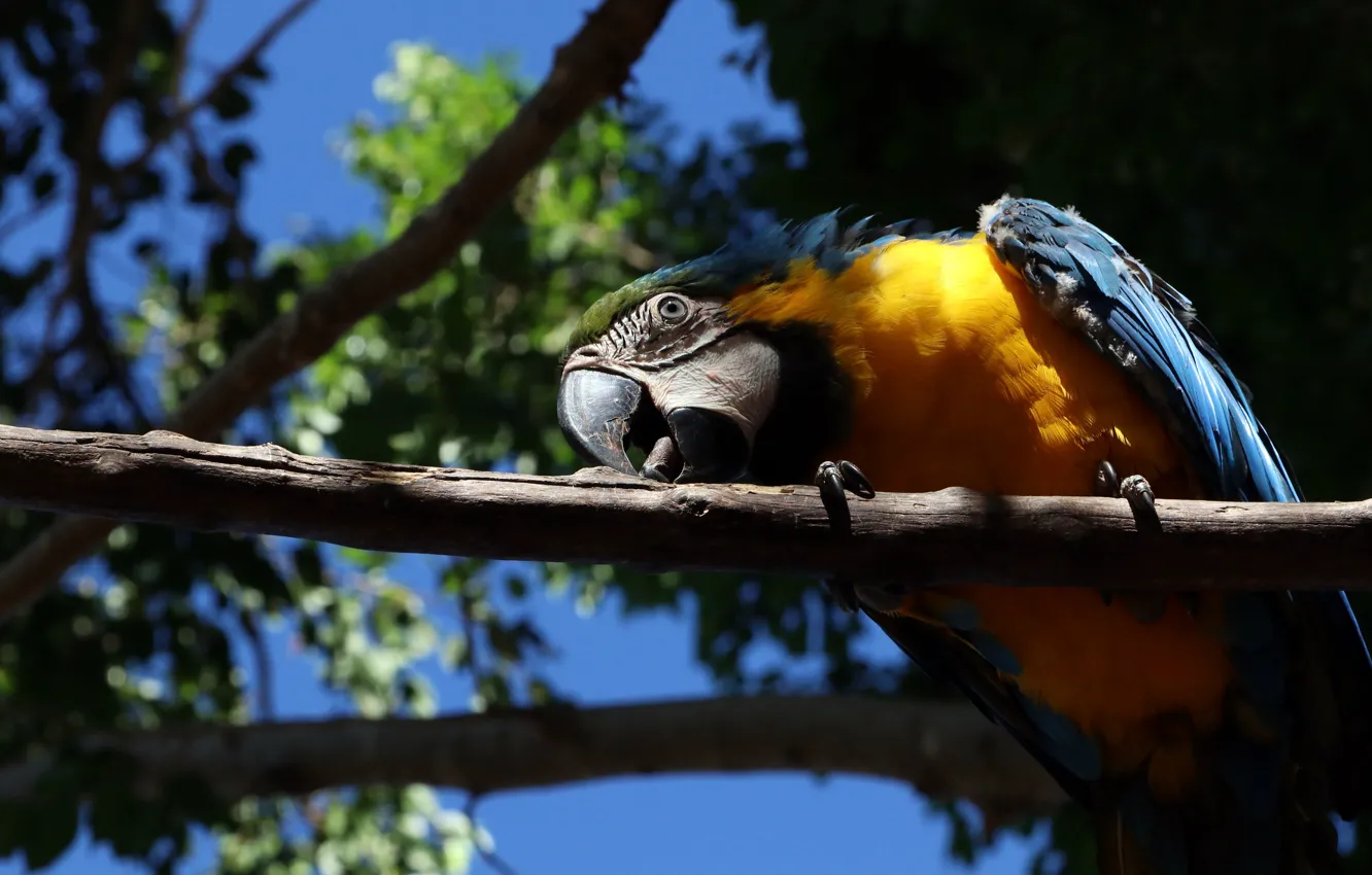 Photo wallpaper the sky, look, light, branches, pose, the dark background, blue, bird