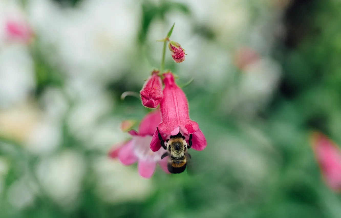 Photo wallpaper flower, insect, bumblebee