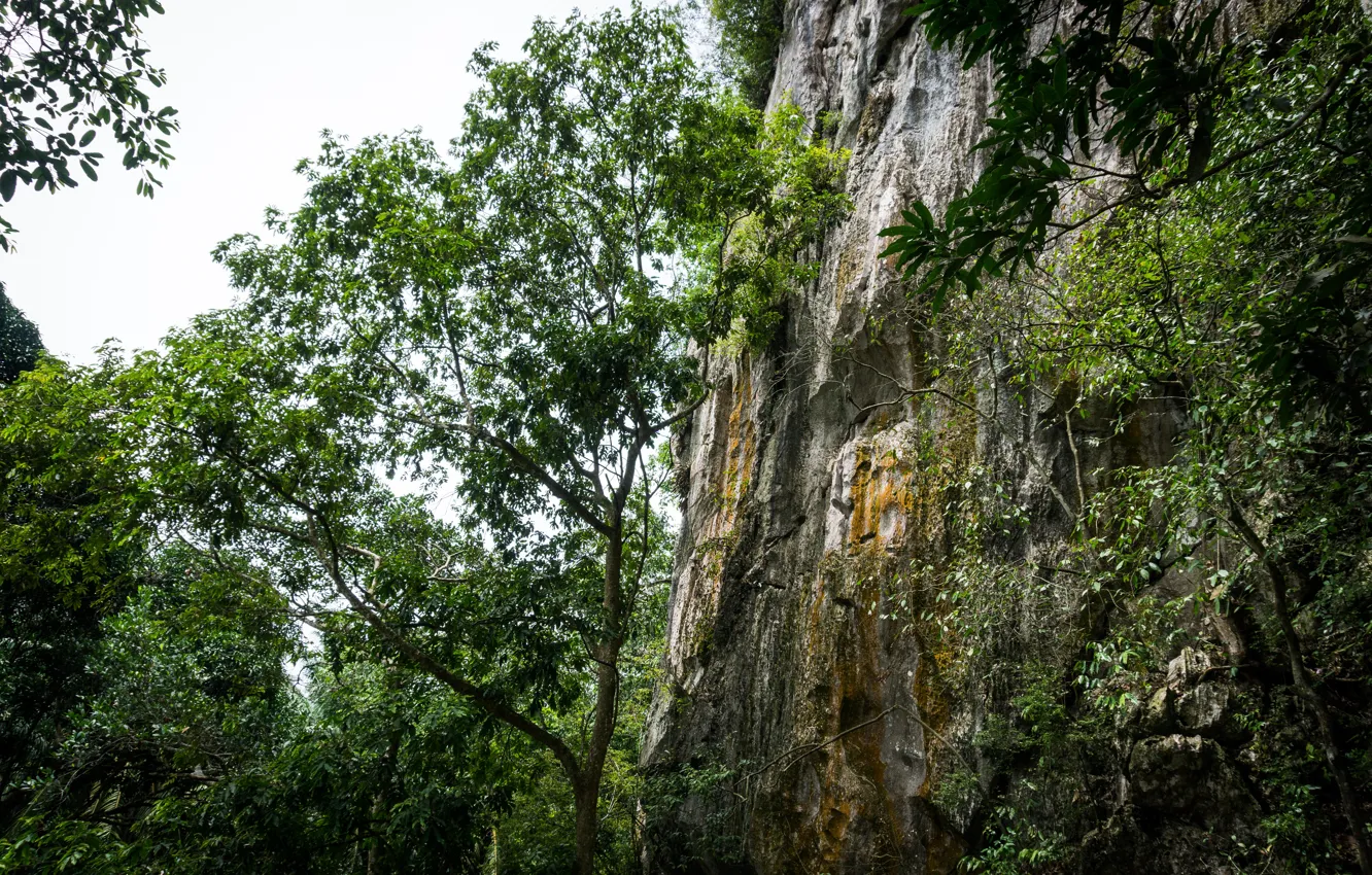Photo wallpaper green, forest, nature, hill, sleeping, buddha, malaysia, lembing