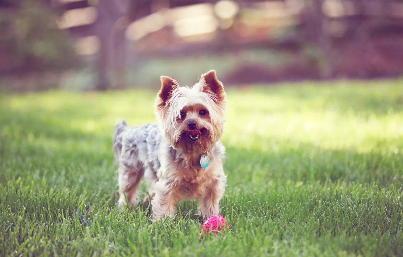 Photo wallpaper grass, the ball, dog, Terrier