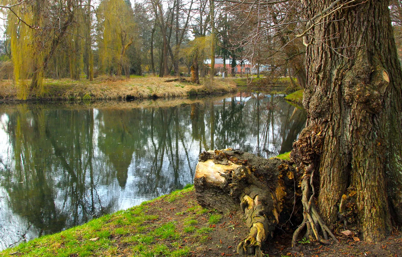 Photo wallpaper water, lake, tree, pond