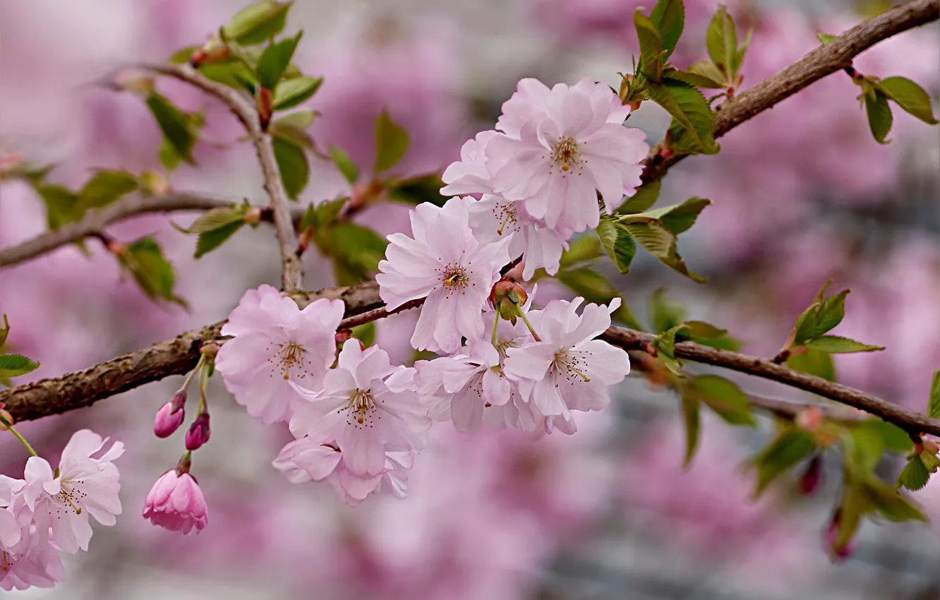 Photo wallpaper branches, Sakura, flowering