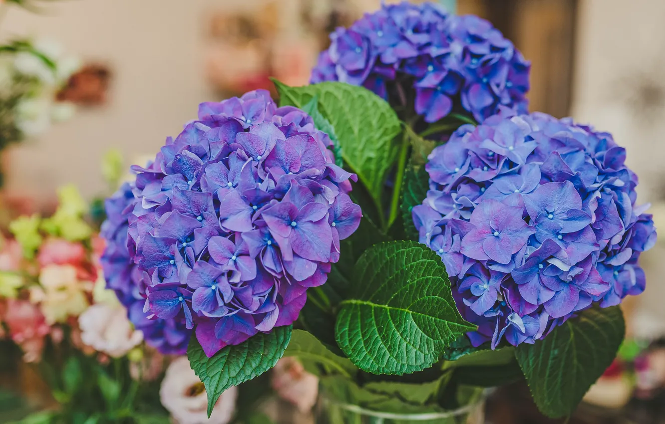 Photo wallpaper leaves, flowers, background, room, bouquet, lilac, bokeh, hydrangea