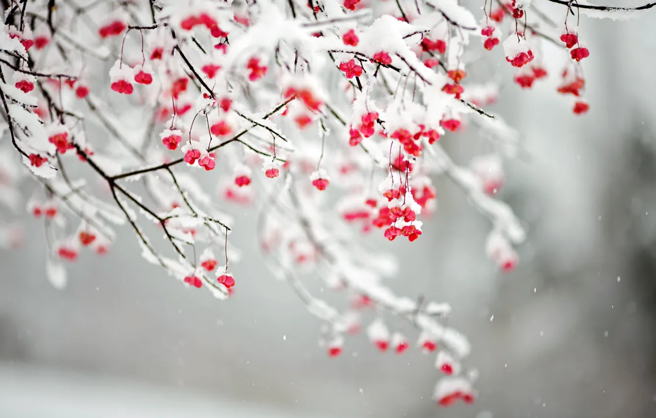 Photo wallpaper snow, branches, nature