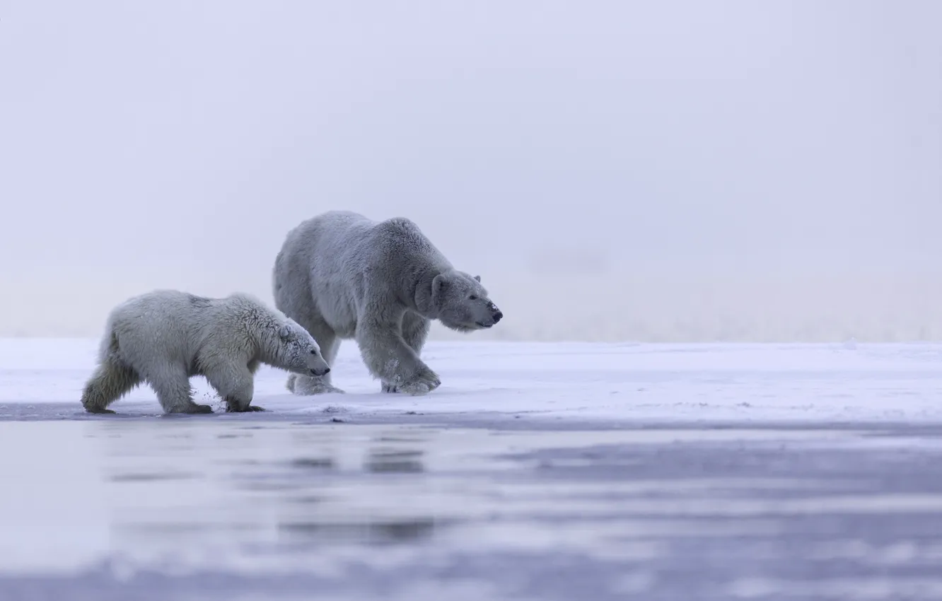 Photo wallpaper ice, family, Alaska, polar bear, Arctic