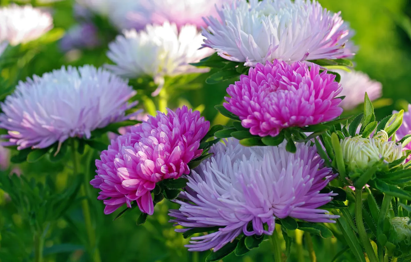 Photo wallpaper autumn, macro, asters