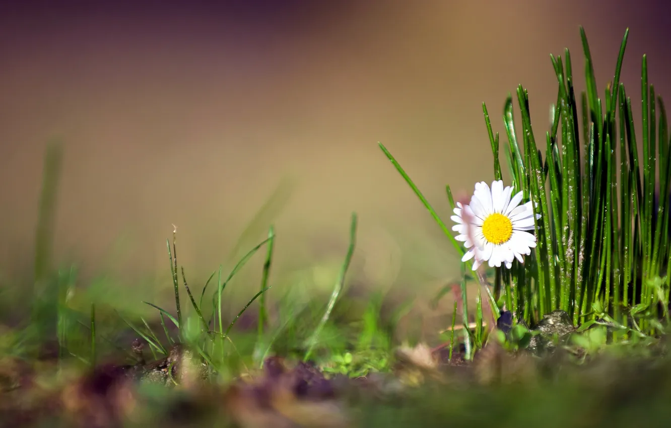 Photo wallpaper grass, flowers, nature