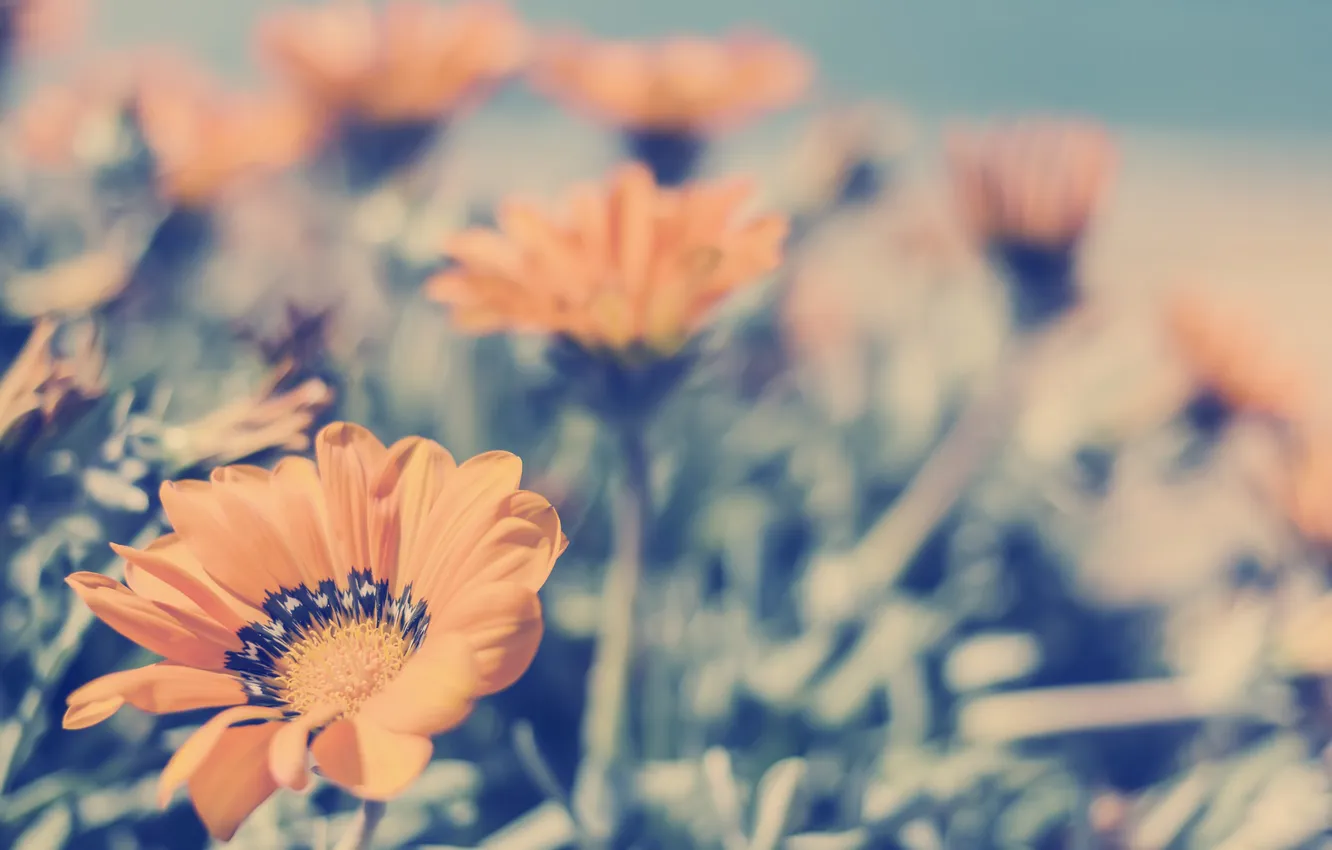 Photo wallpaper flowers, orange, petals