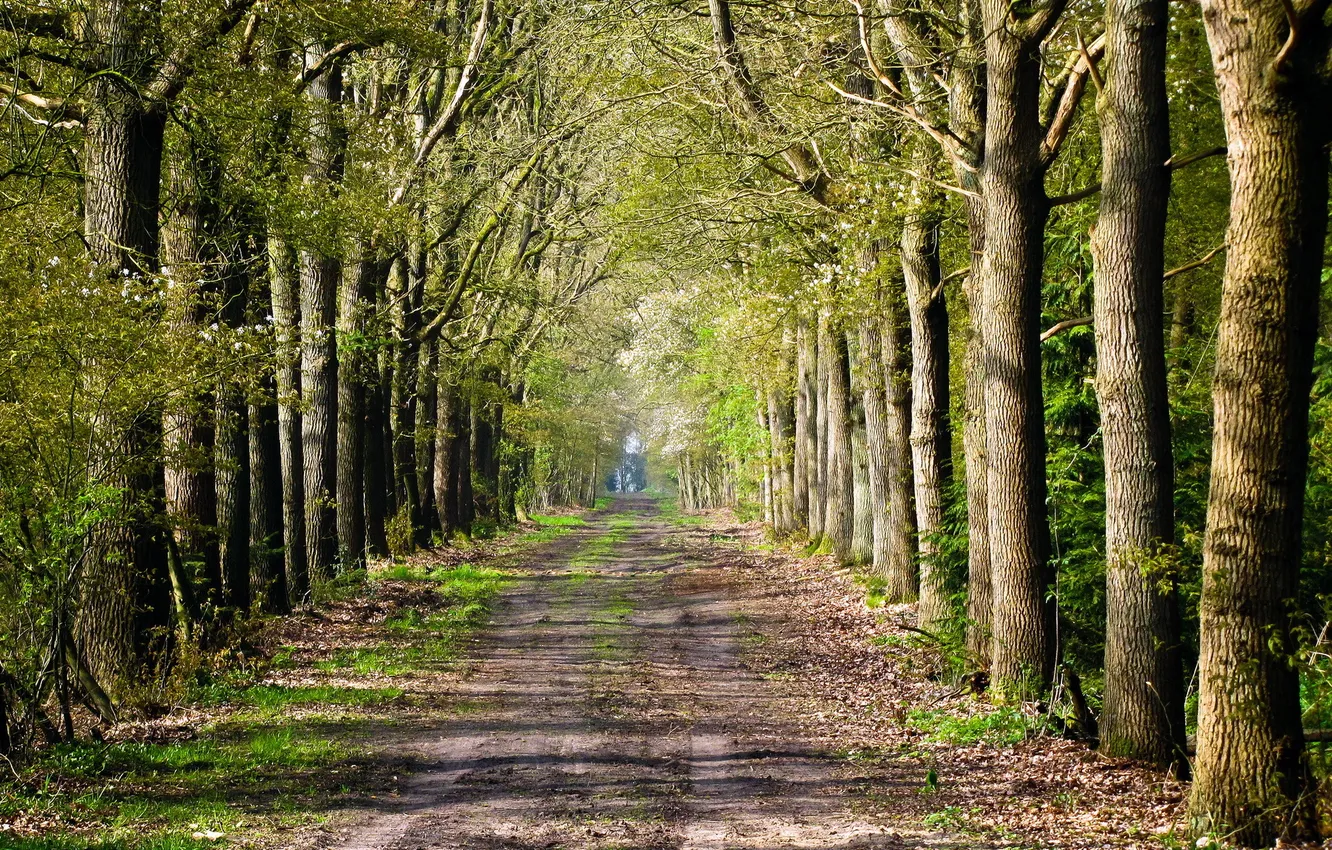Photo wallpaper road, trees, landscape