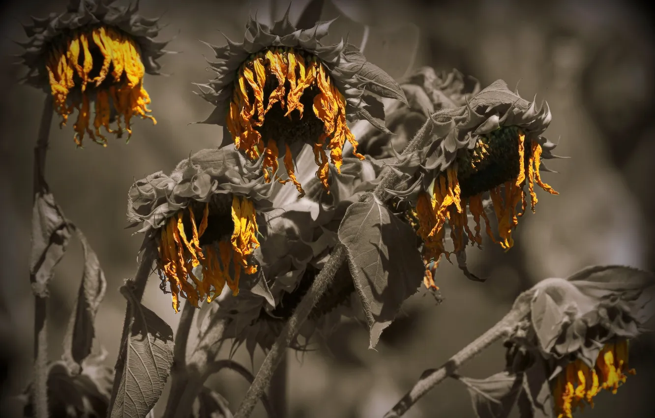 Photo wallpaper autumn, sunflowers, nature