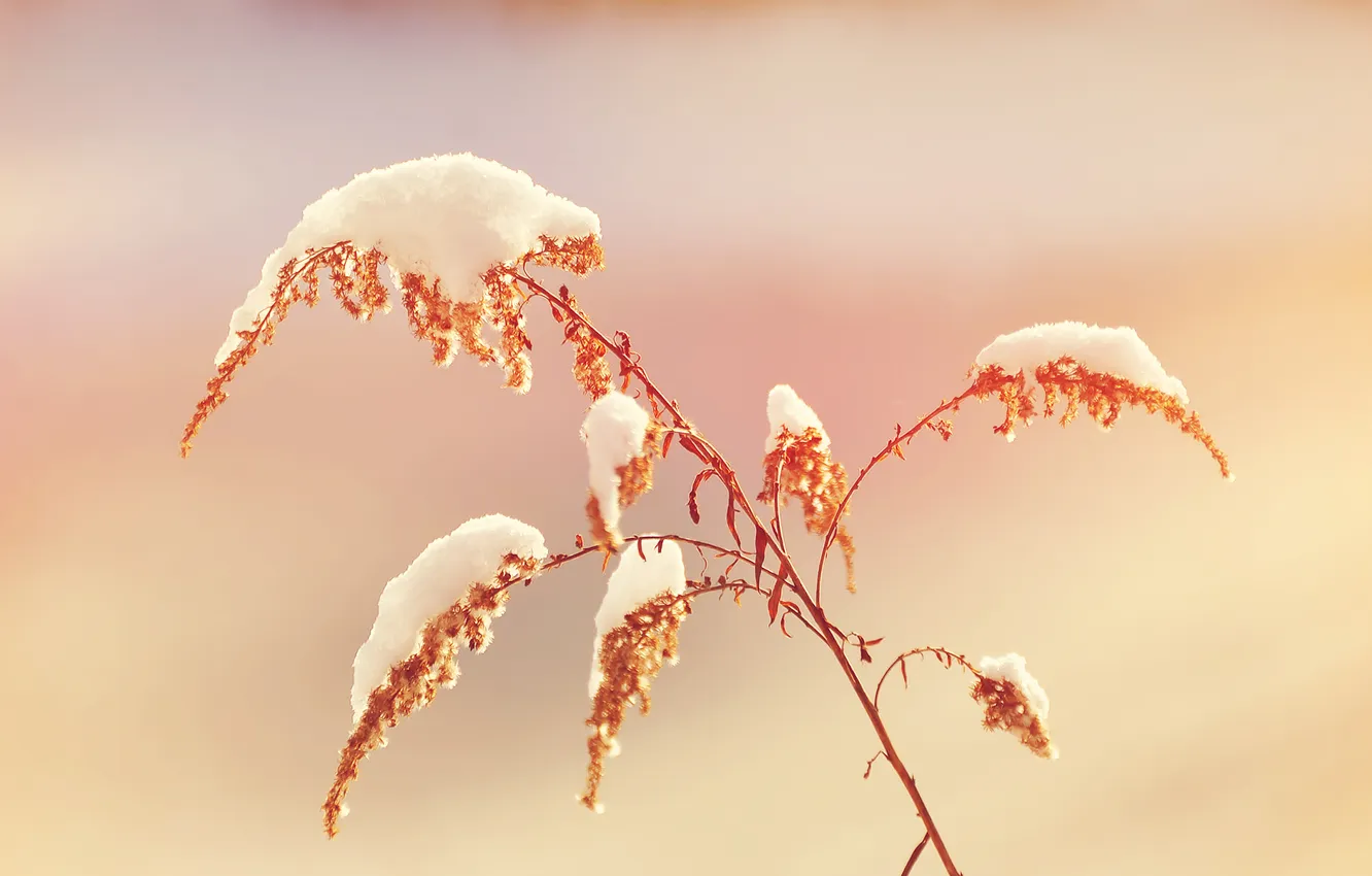 Photo wallpaper grass, snow, nature, grass, nature, snow, 2560x1600