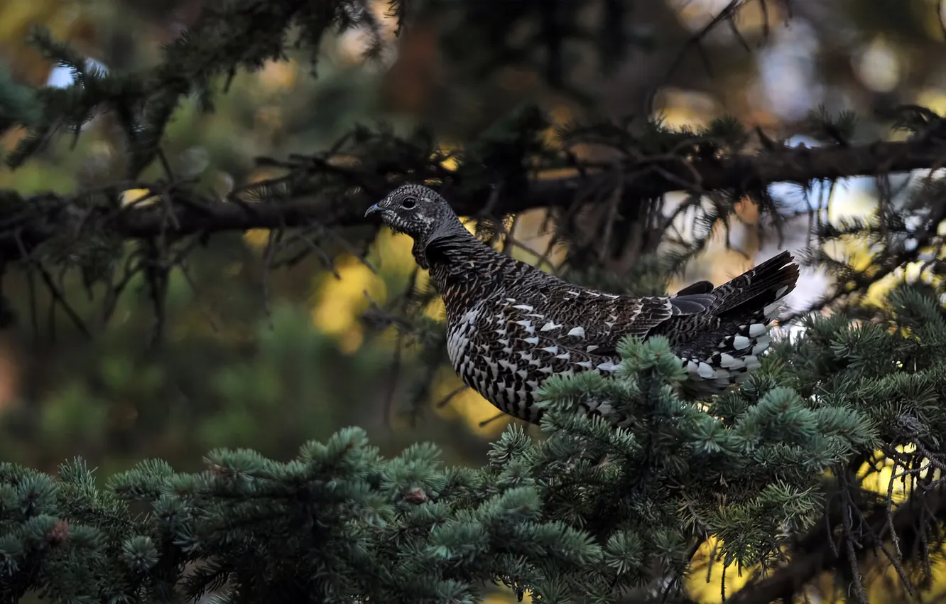 Photo wallpaper branches, bird, spruce, needles, tail
