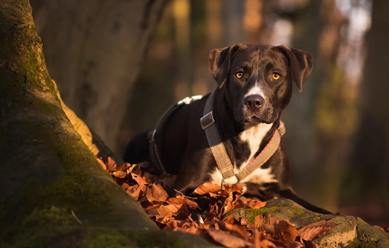 Photo wallpaper look, each, dog