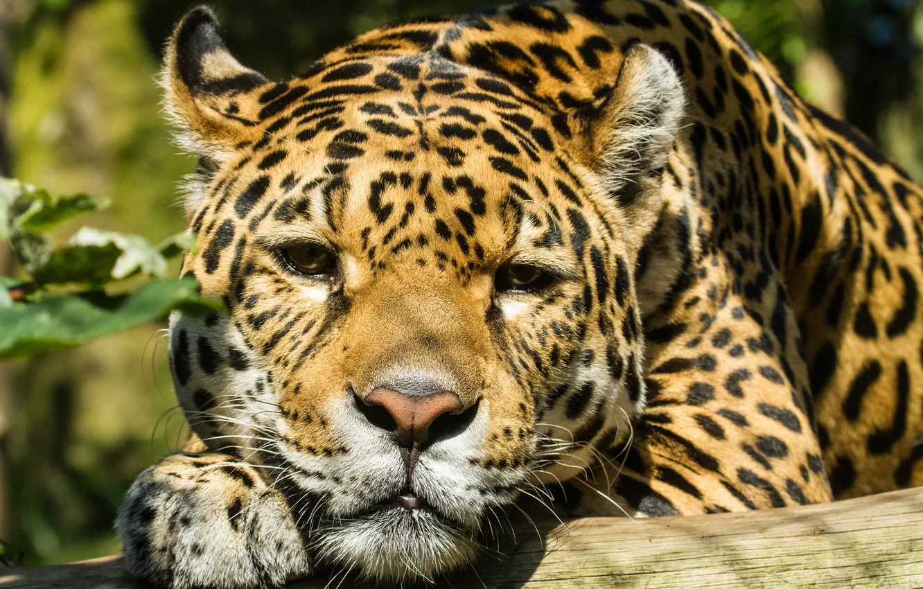Photo wallpaper cat, look, face, the sun, Jaguar, log