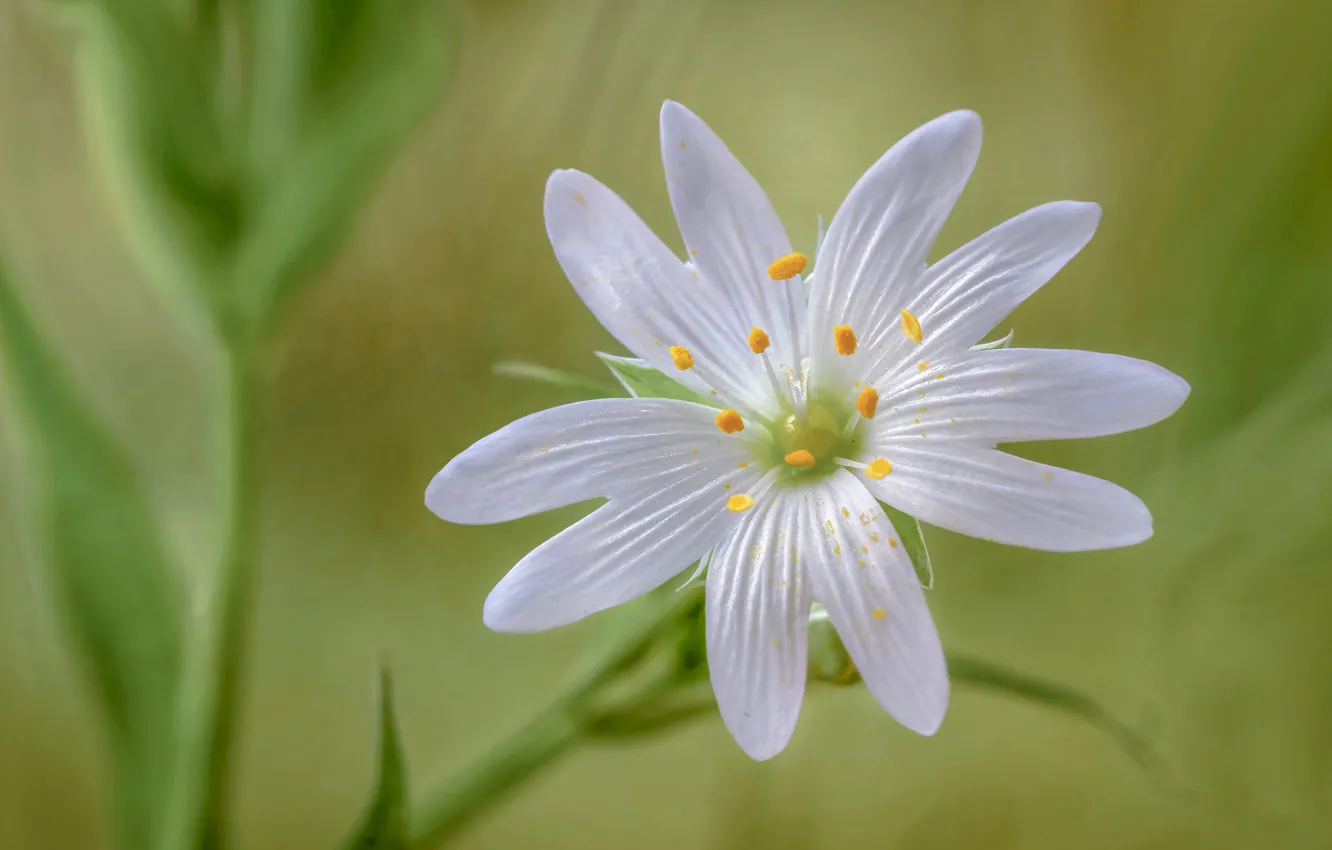 Photo wallpaper flowers, nature, petals, stamens
