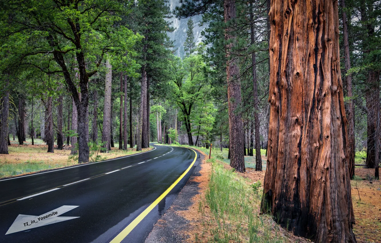 Photo wallpaper road, forest, trees, arrows, track