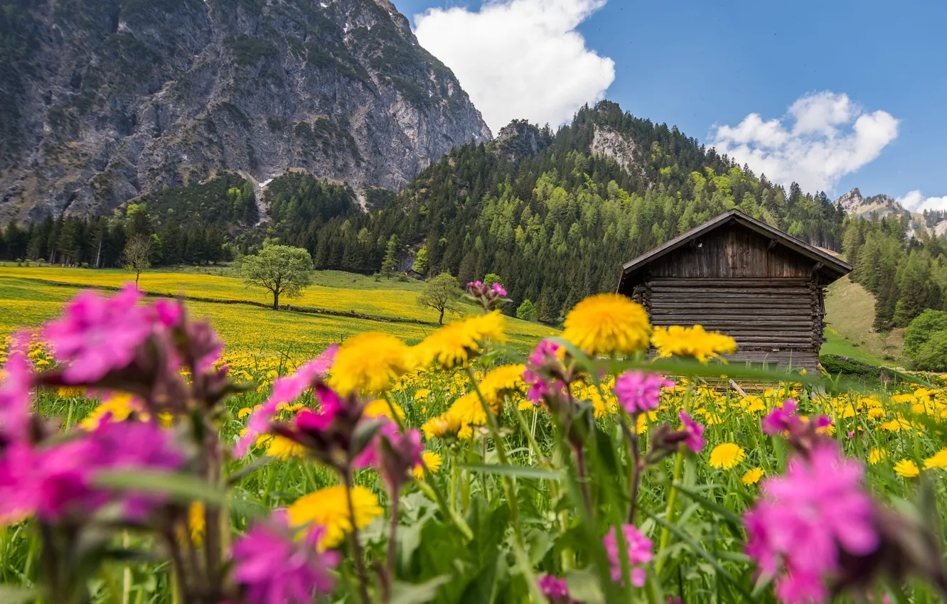 Photo wallpaper field, forest, flowers, mountains, Alps, meadow, house