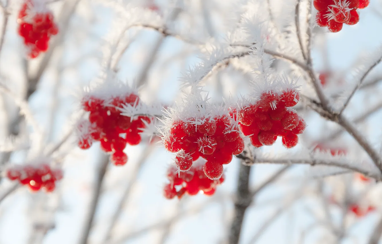 Photo wallpaper winter, frost, berries, Kalina