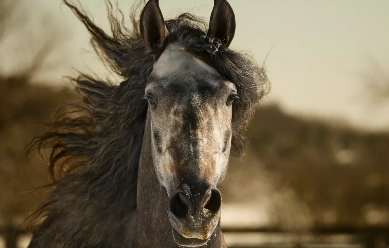 Photo wallpaper nature, background, horse
