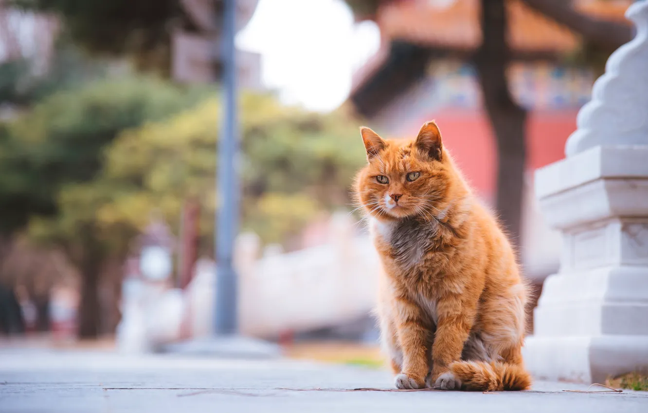 Photo wallpaper cat, cat, look, pose, face
