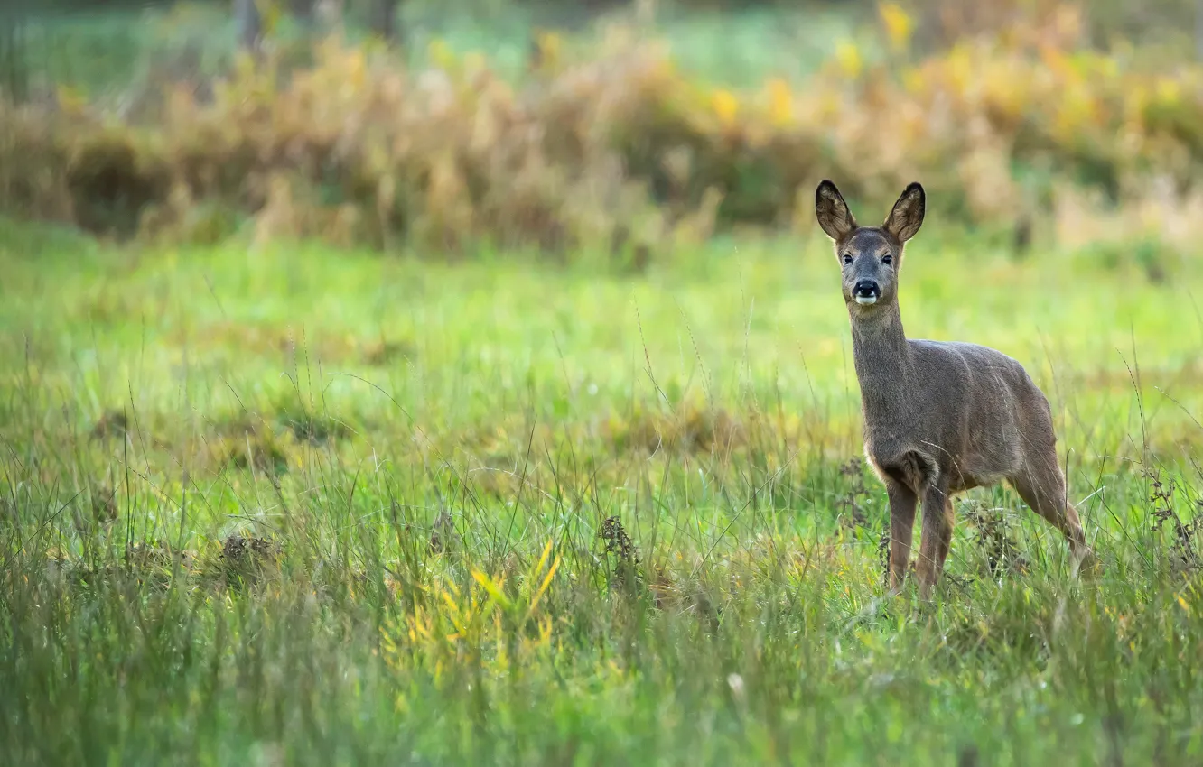 Photo wallpaper grass, glade, deer, ROE
