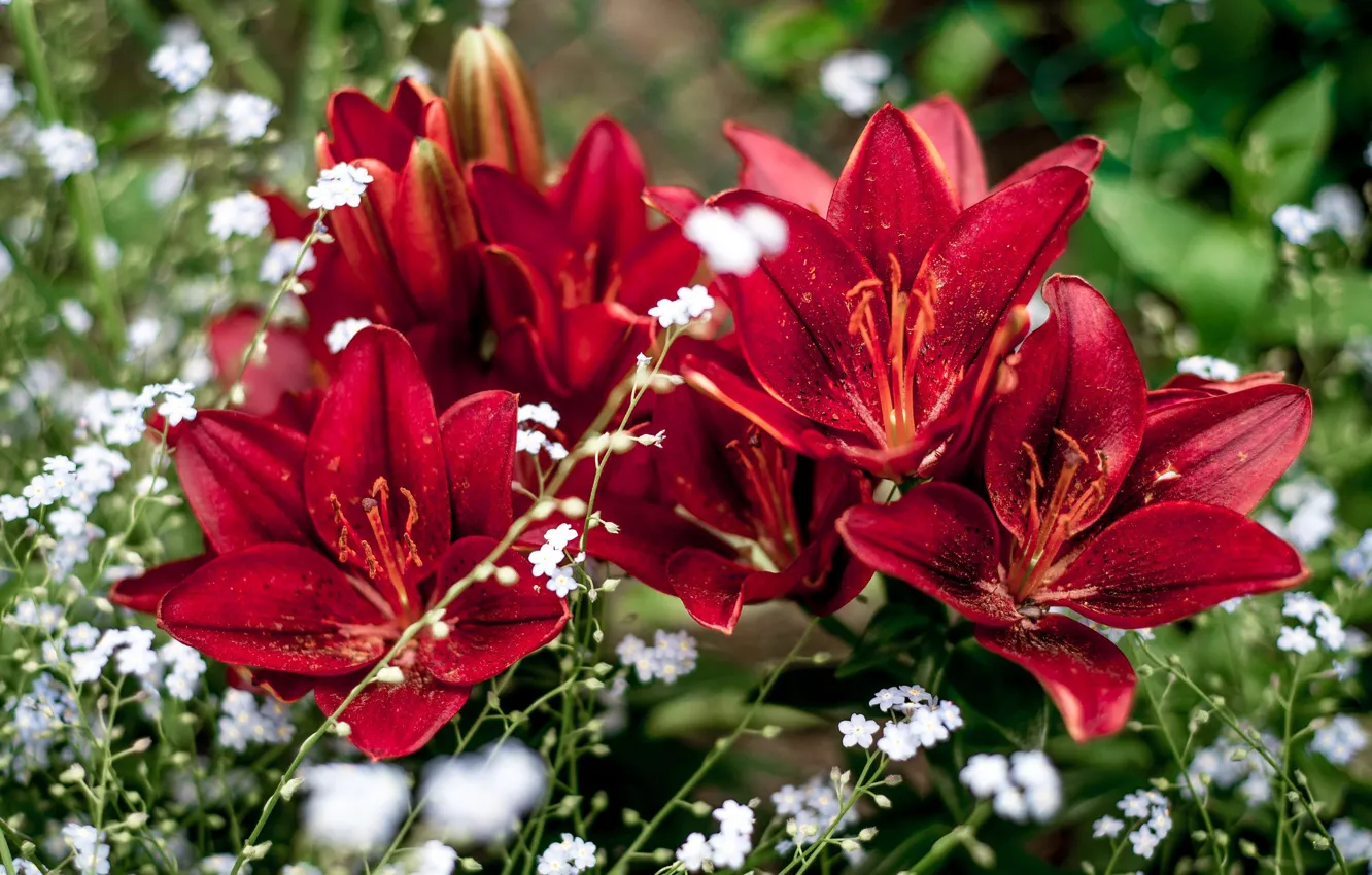 Photo wallpaper macro, flowers, red, Lily, garden, flowerbed, bokeh, forget-me-nots
