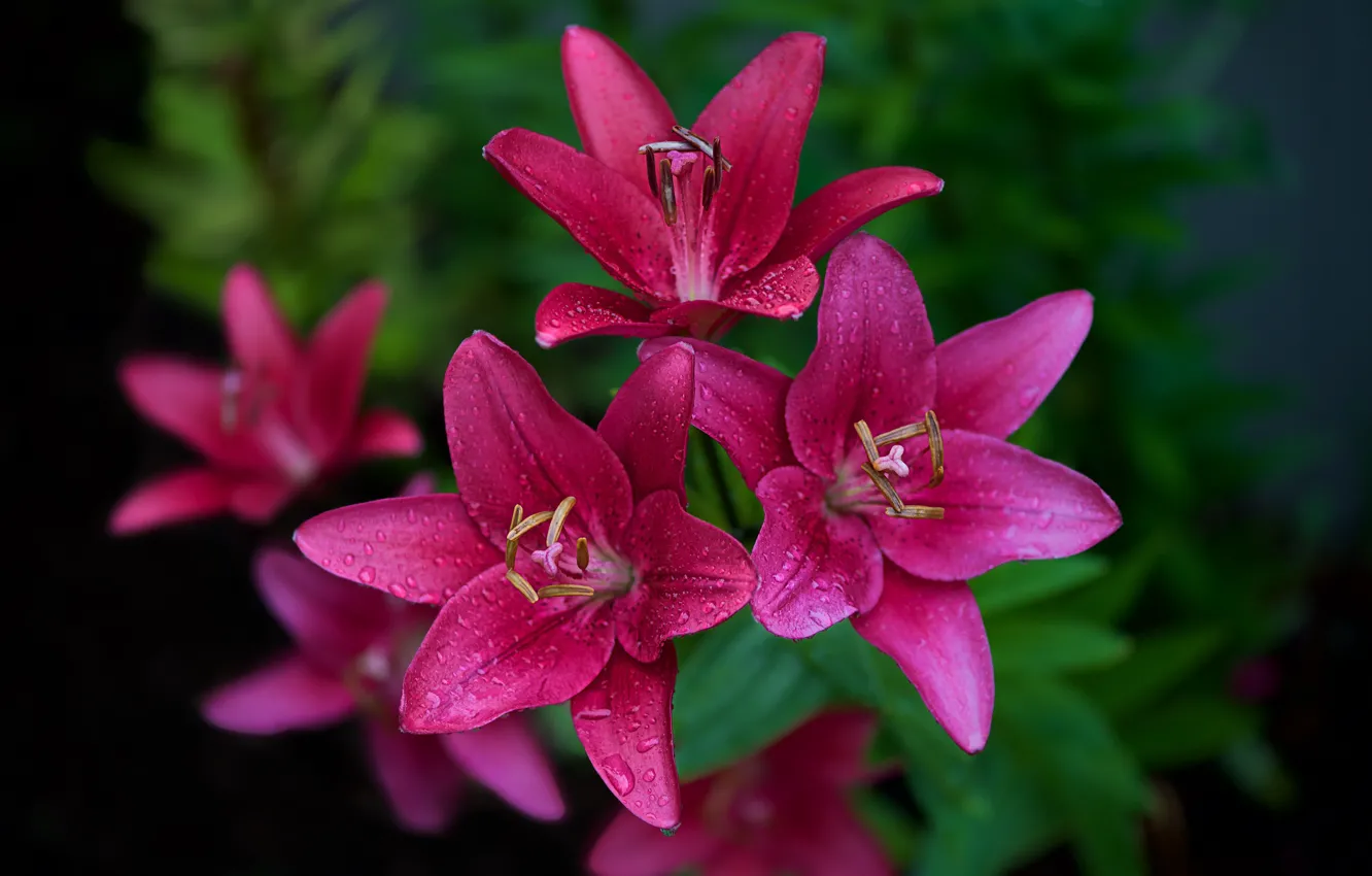 Photo wallpaper Lily, garden, pink, flowerbed