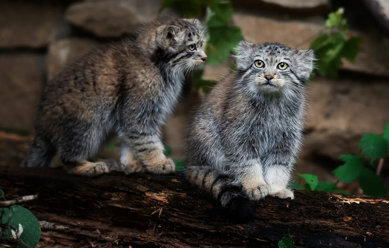 Photo wallpaper nature, manul
