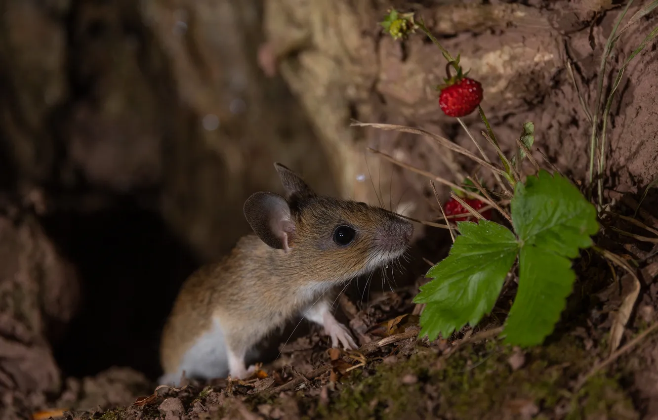 Photo wallpaper mouse, mouse, strawberries