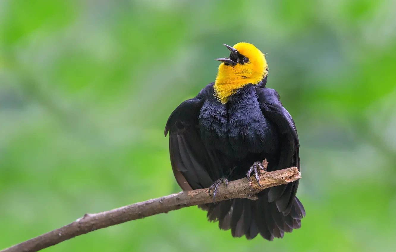 Photo wallpaper branches, bird, feathers, beak